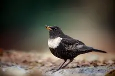 Ringtrast