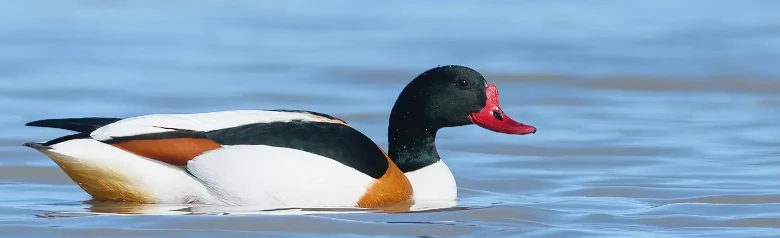 Gravand. En stor anka med röd näbb och svart huvud. Bruna markeringar i den annars svartvita fågeln.