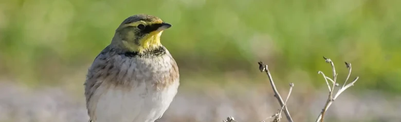 Berglärka. Karaktäristiska huvudteckningar i gult och svart. Svarta ben, som är mörkare än hos andra lärkor.
