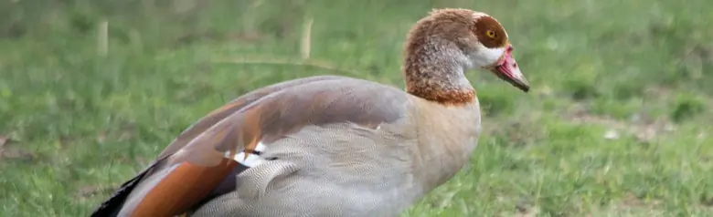 Nilgås. Går här på land. Brokig fjäderdräkt med brun ögonmask, långa ljusröda ben och näbb i samma färg.
