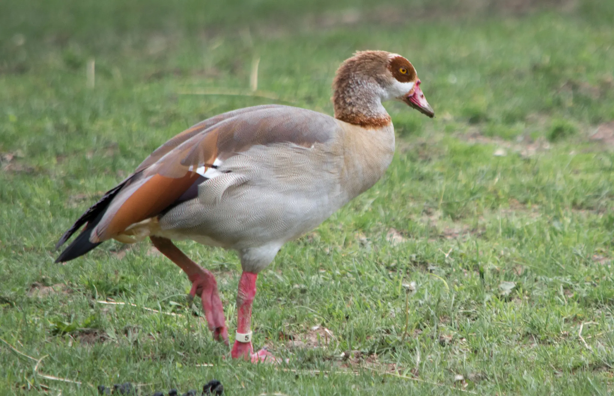 Nilgås. Går här på land. Brokig fjäderdräkt med brun ögonmask, långa ljusröda ben och näbb i samma färg.