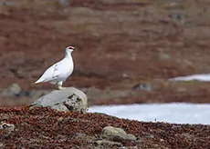 Fjällripa