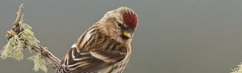 Brunsiska. Sittande på mossbevuxen gren. Sedd bakifrån. Tydlig röd fläck i pannan.