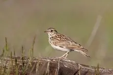 Trädlärka