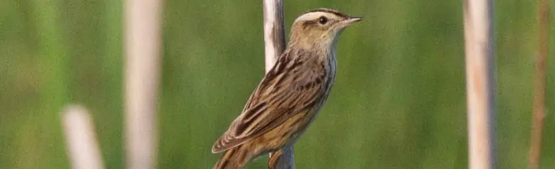 Vattensångare. Här sitter den på en vertikal gren. En gul rand på huvudet och svarta ränder på vingarna.