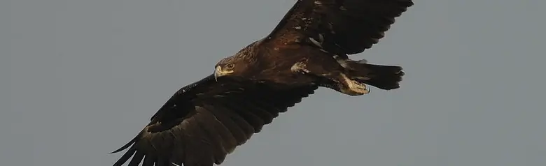Större skrikörn. Ses här sväva mot en grå himmel. Mörk fjäderdräkt, där fjädrarna på undersidan av vingarna är mörkare bruna än flygfjädrarna.