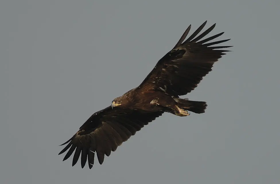 Större skrikörn. Ses här sväva mot en grå himmel. Mörk fjäderdräkt, där fjädrarna på undersidan av vingarna är mörkare bruna än flygfjädrarna.