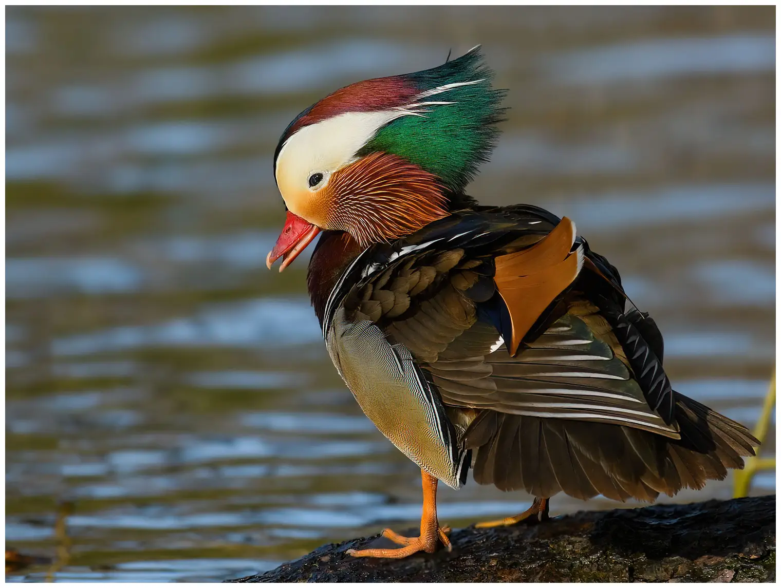 Mandarinand