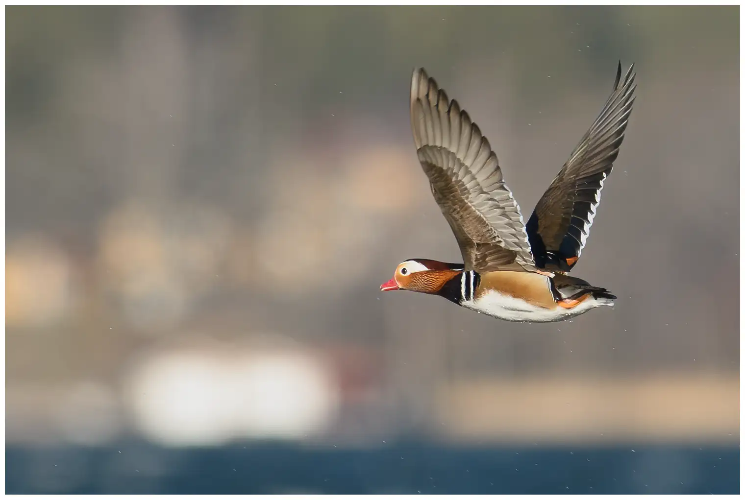 Mandarinand