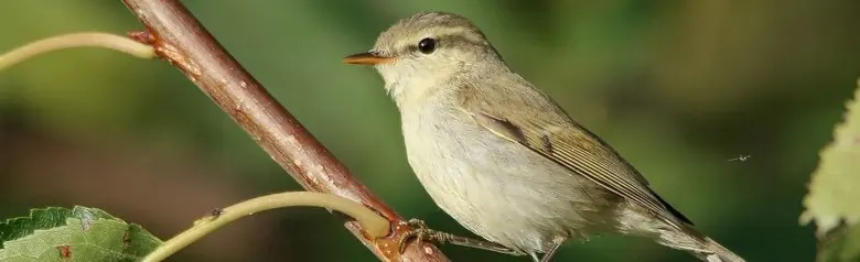 Lundsångare. Här sittande på en gren. Har ett tunt, ljust vingband. Ovansidans grå färg har en grönaktig ton.