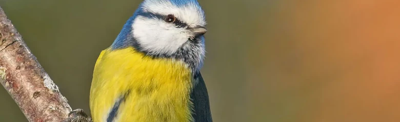 Blåmes. Liten fågel med blå vingar och stjärt, blå hätta och gul undersida med ett smalt gråsvart längsgående streck på magen.