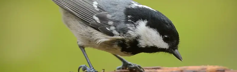 Svartmes. Sitter på en gren. Liten, fyllig fågel med grå rygg, beige undersida och lång vit nackfläck i den svarta huvan.