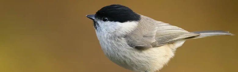 Entita. Sitter på spetsen av en gren, helt suddig bakgrund. Liten gråbrun fågel med svartglänsande hätta och svart haklapp.