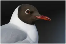 Skrattmås