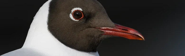 Skrattmås. Närbild av huvudet. Mörkbrun huva på sommaren. På vintern ersätts huvan av en mörk öronlapp.
