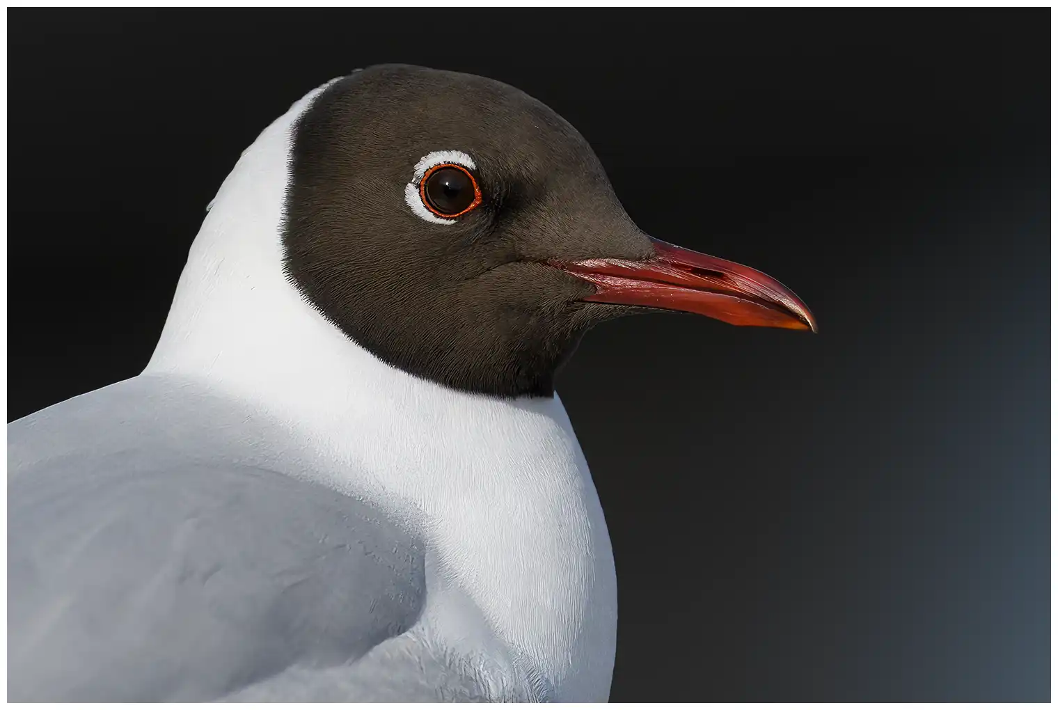 Skrattmås. Närbild av huvudet. Mörkbrun huva på sommaren. På vintern ersätts huvan av en mörk öronlapp.