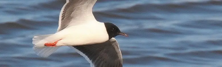 Dvärgmås. Världens minsta mås. Huvan når ända ner till halsen. Vingarna har en heltäckande, gråsvart undersida.