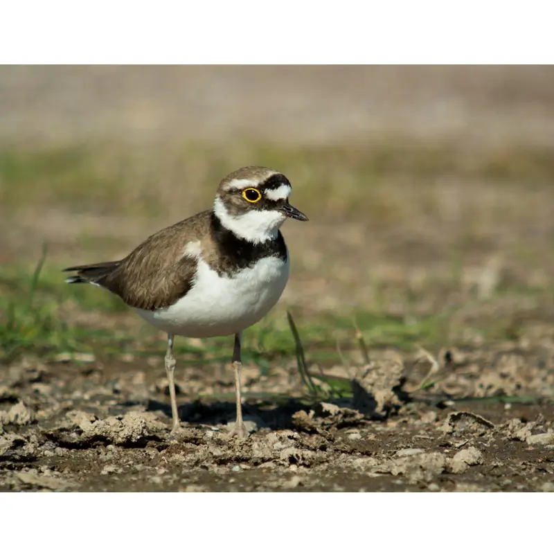 Mindre strandpipare (visselpipa)