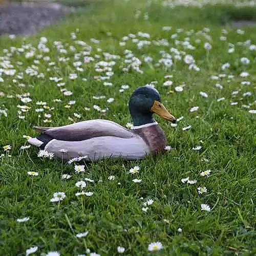 Gräsand - hane (trä)