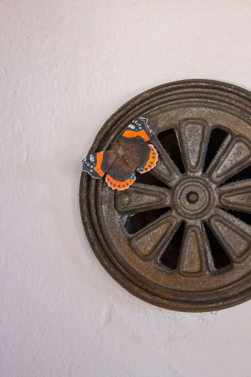 Magnet (amiralfjäril)